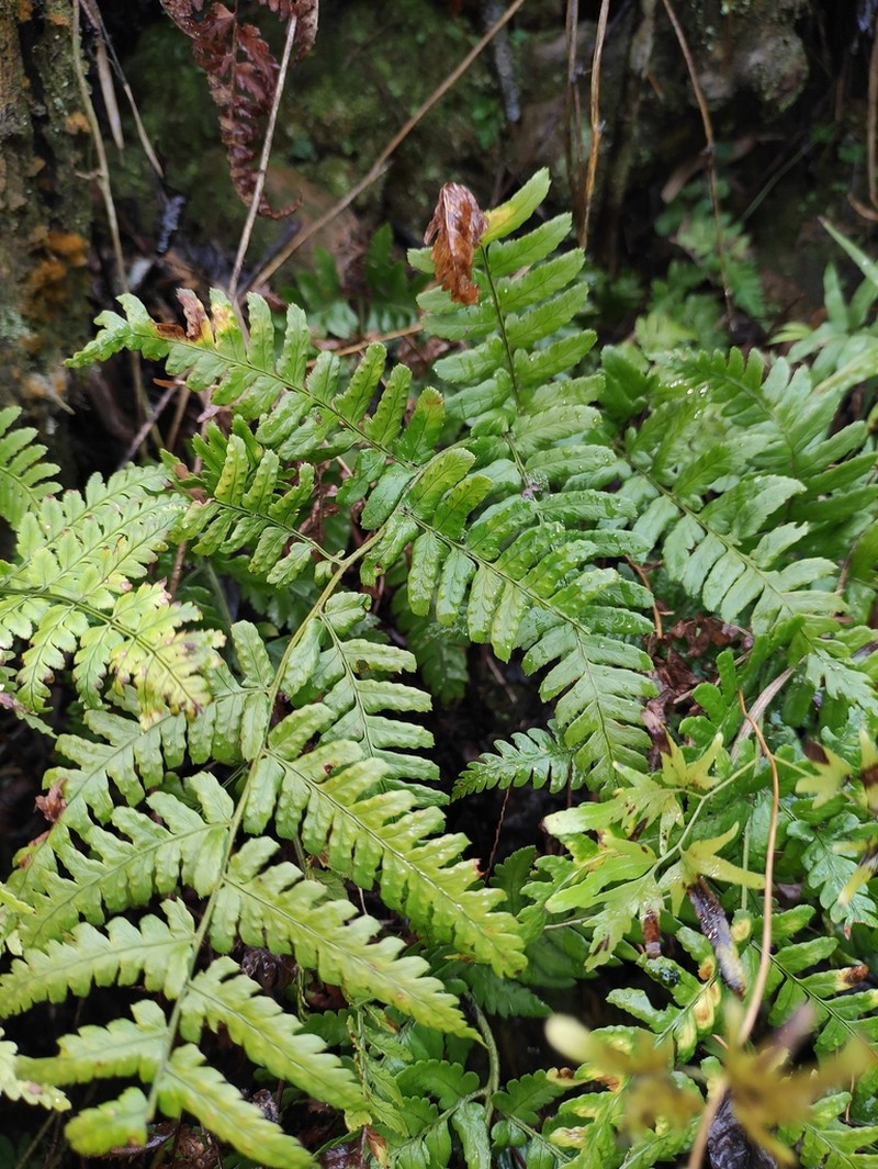 Dryopteris peninsulae photo 3