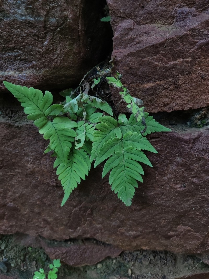 Dryopteris peninsulae photo 4