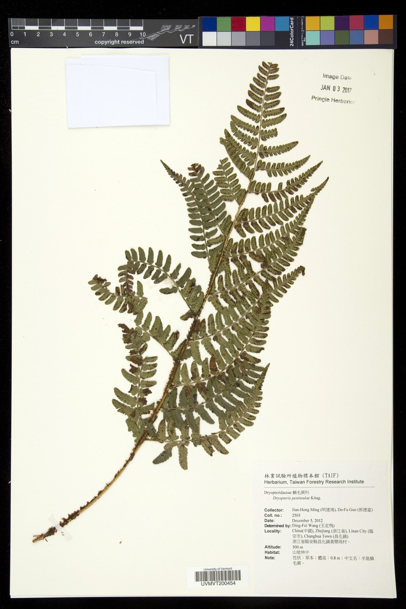 Dryopteris peninsulae photo 5