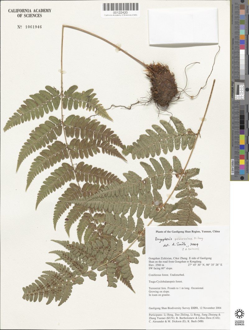 Dryopteris peninsulae photo 6