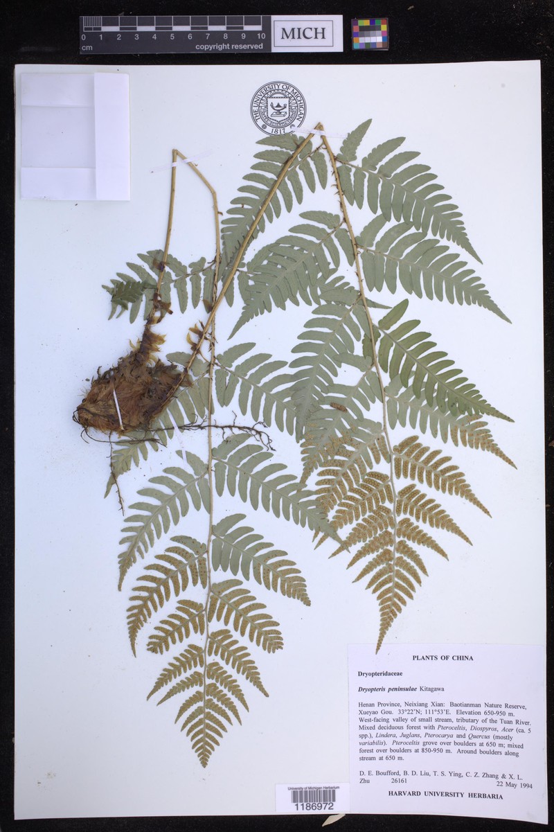Dryopteris peninsulae photo 7