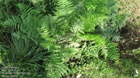 Dryopteris pentheri