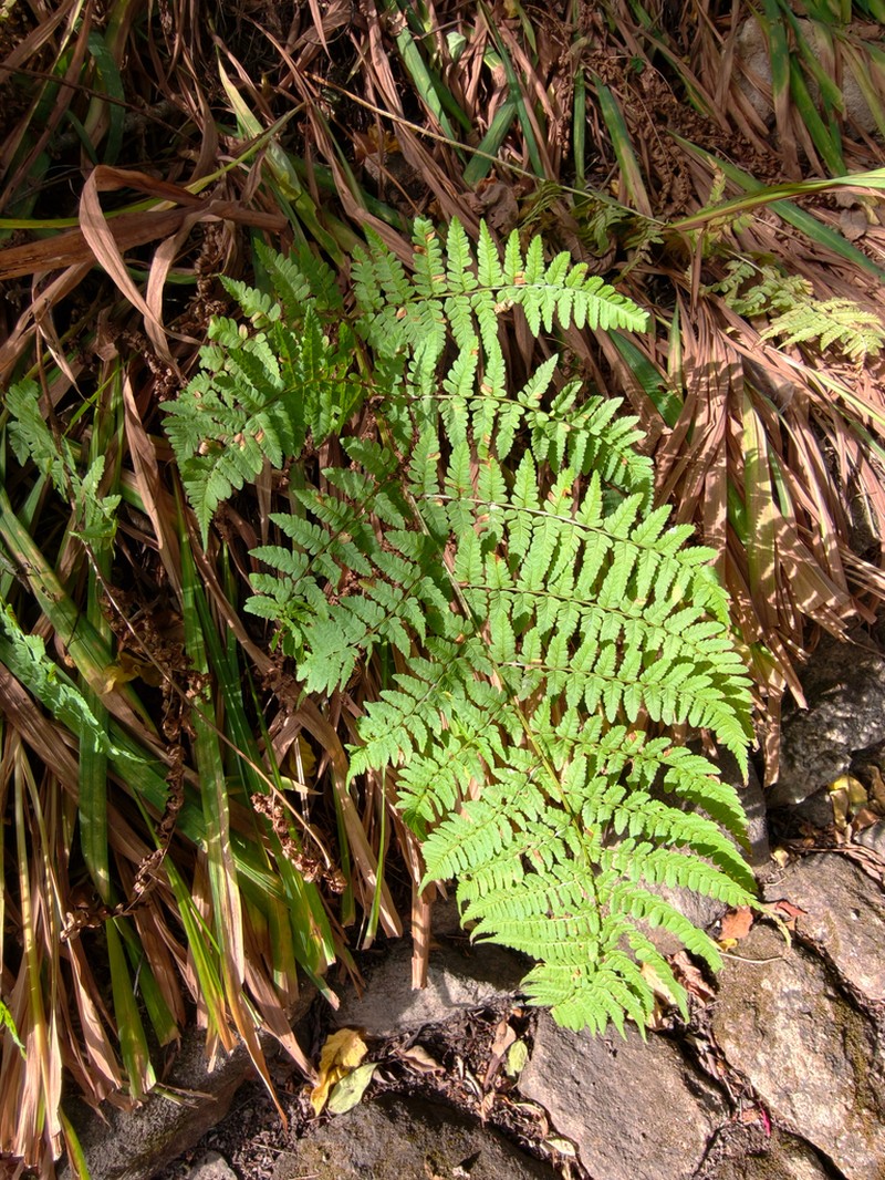Dryopteris pentheri photo 2