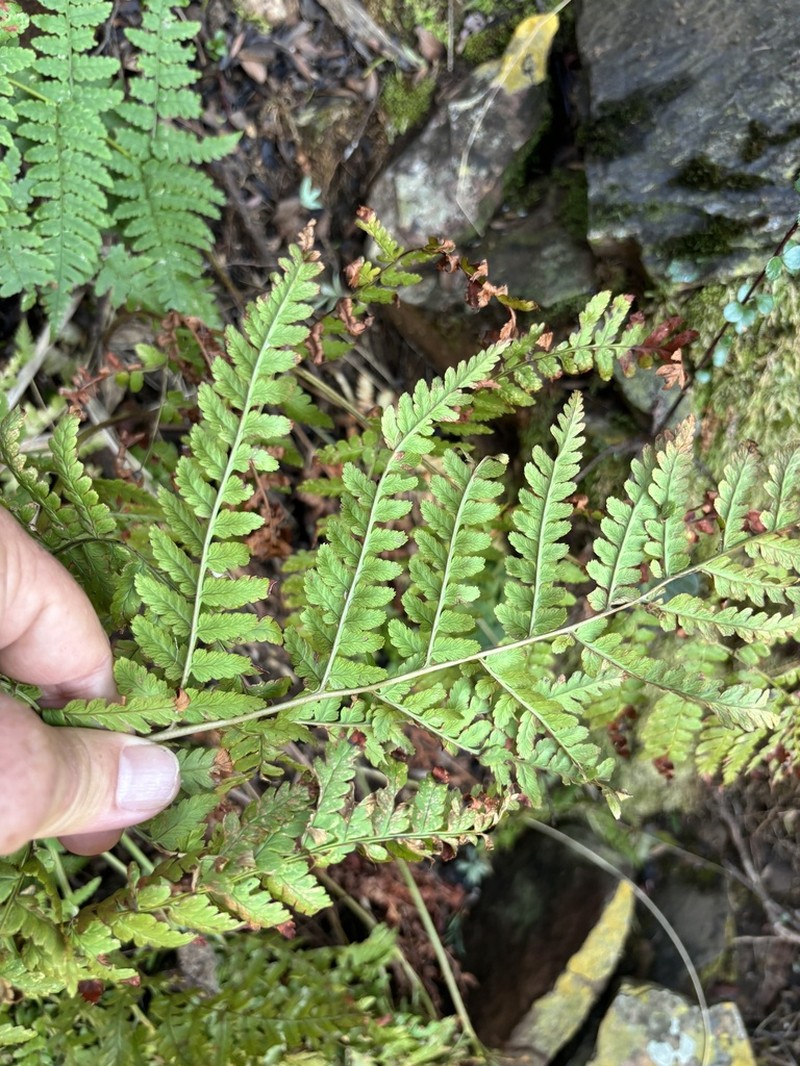 Dryopteris pentheri photo 3