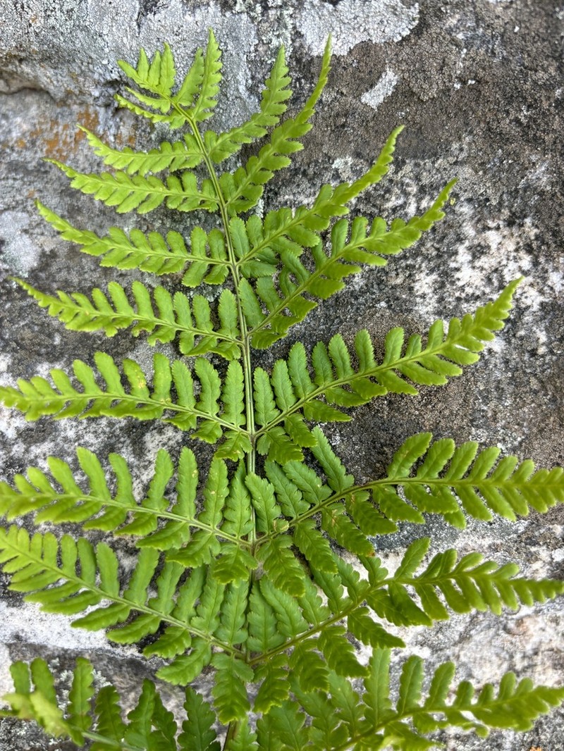 Dryopteris pentheri photo 4