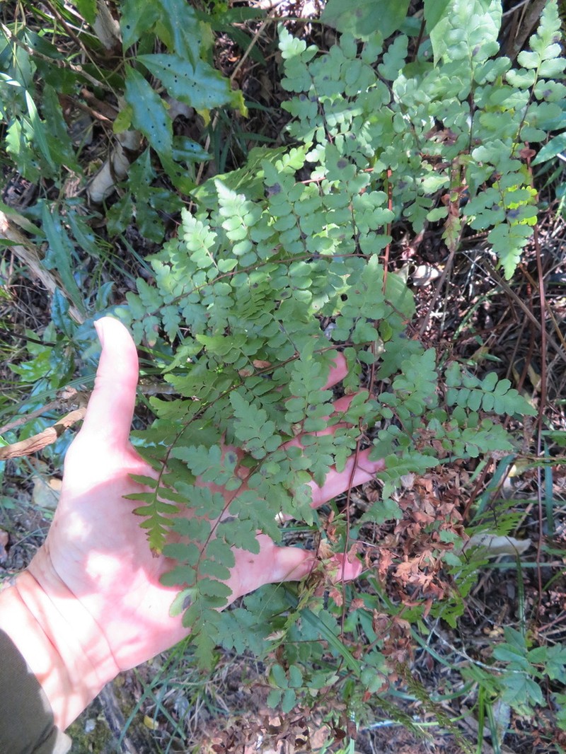 Dryopteris pentheri photo 5