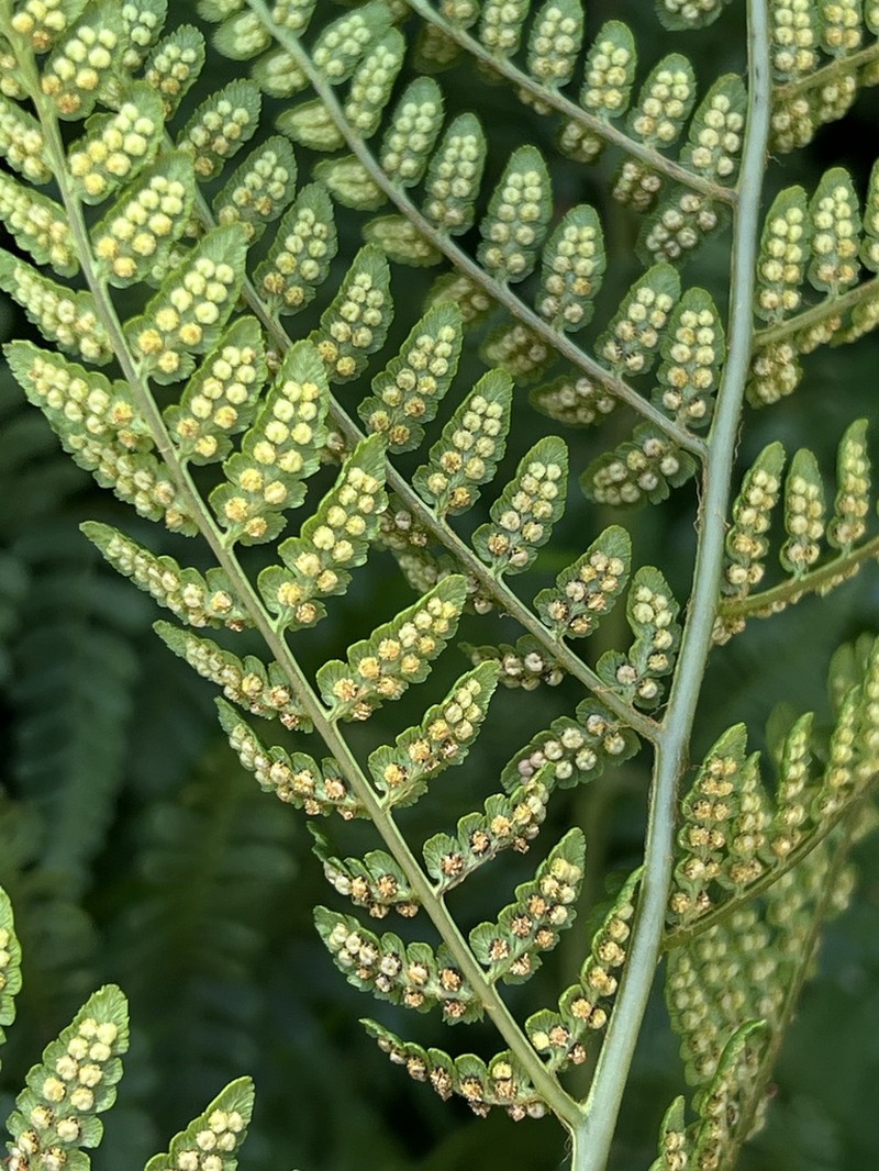 Dryopteris pentheri photo 6