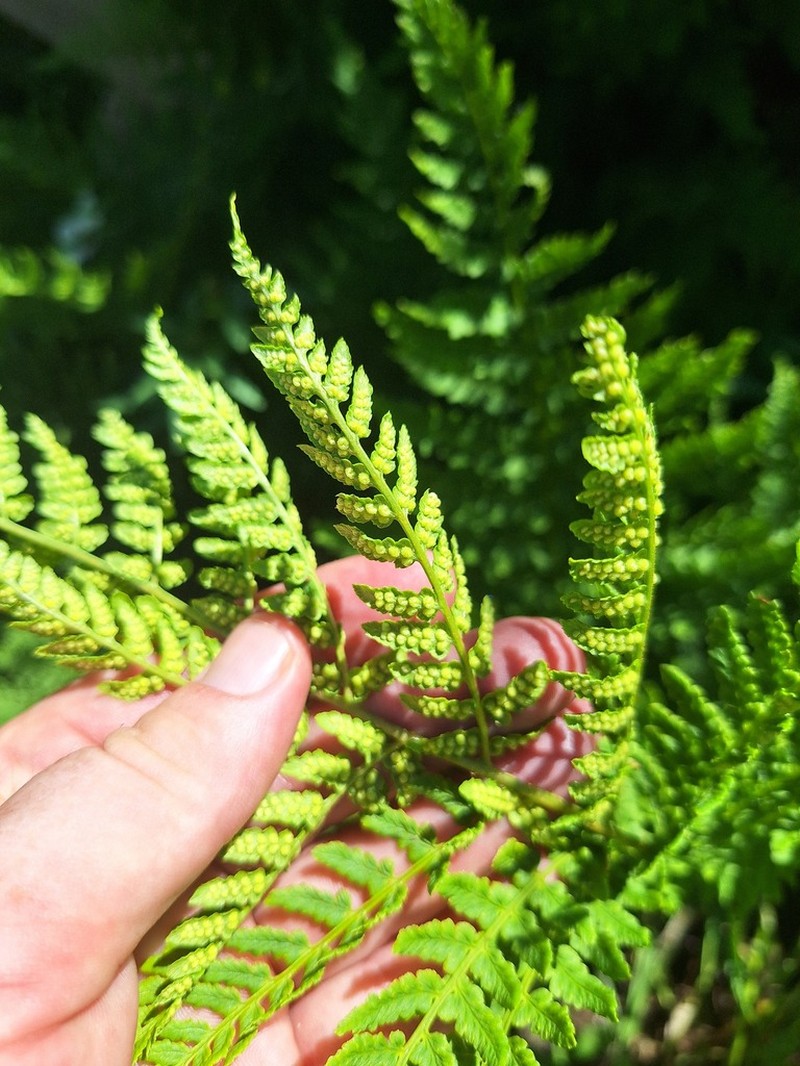Dryopteris pentheri photo 7