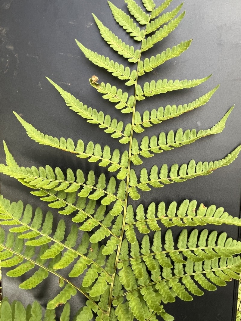 Dryopteris pentheri photo 8