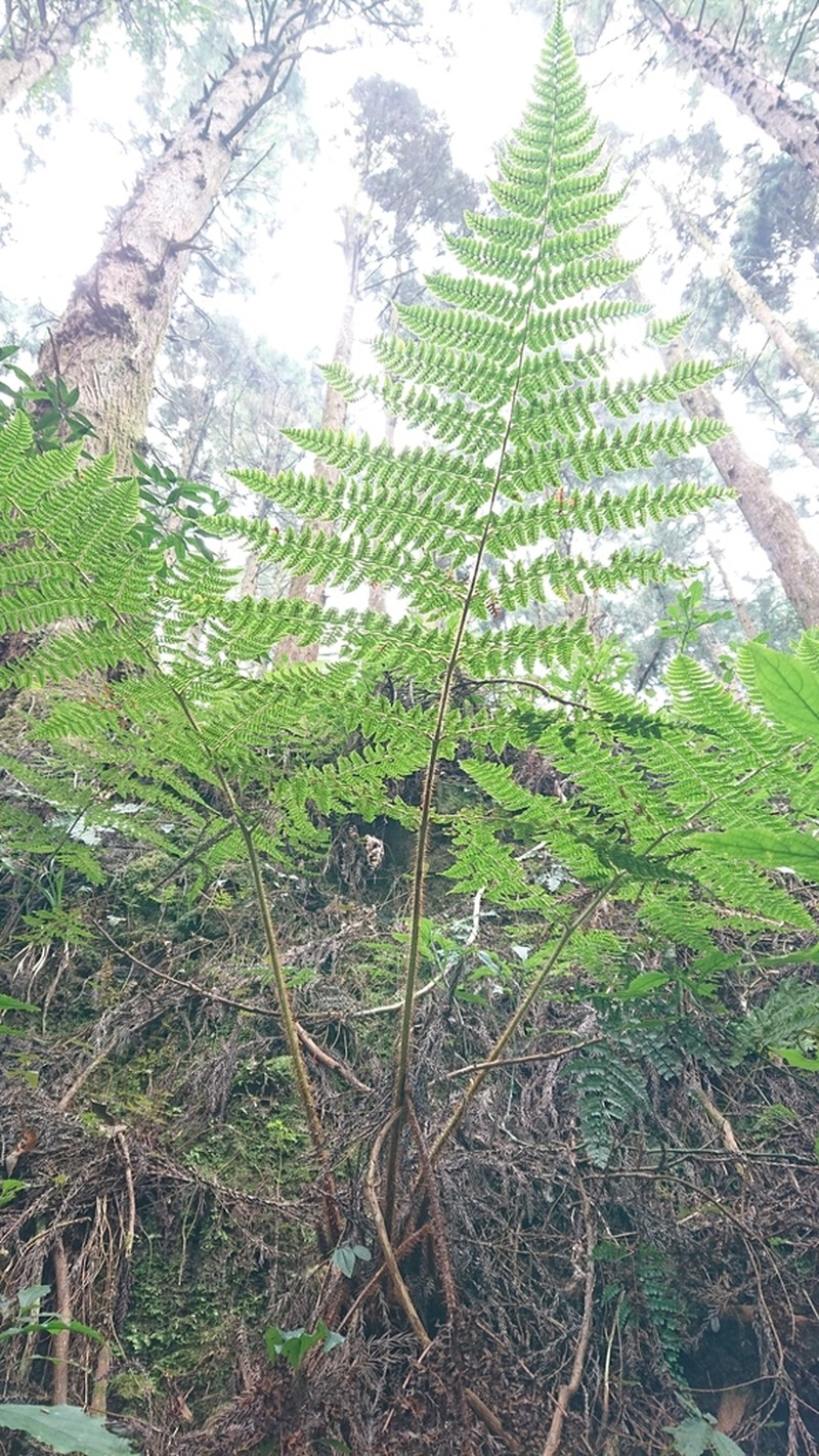 Dryopteris peranema photo 2