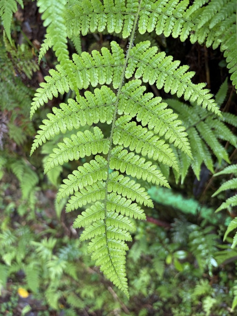 Dryopteris peranema photo 3