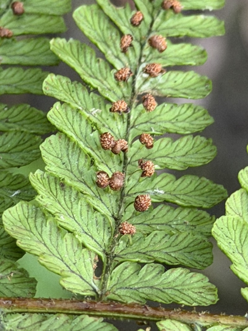 Dryopteris peranema photo 4