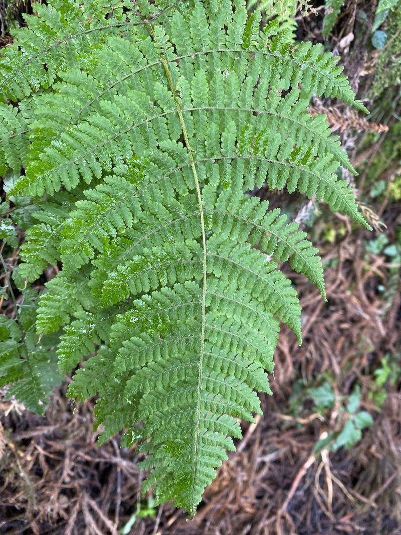 Dryopteris peranema photo 5