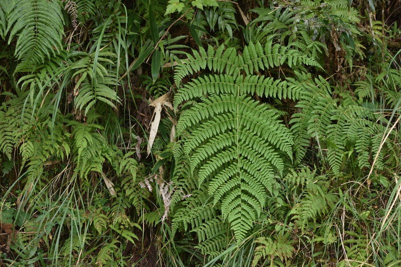 Dryopteris peranema photo 6