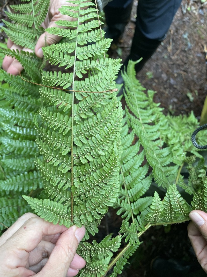 Dryopteris peranema photo 7