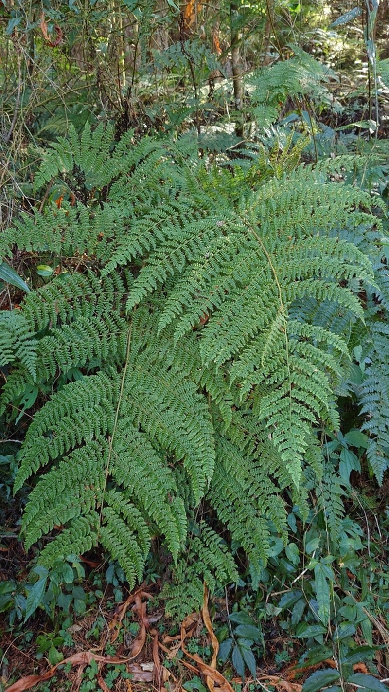 Dryopteris peranema photo 8