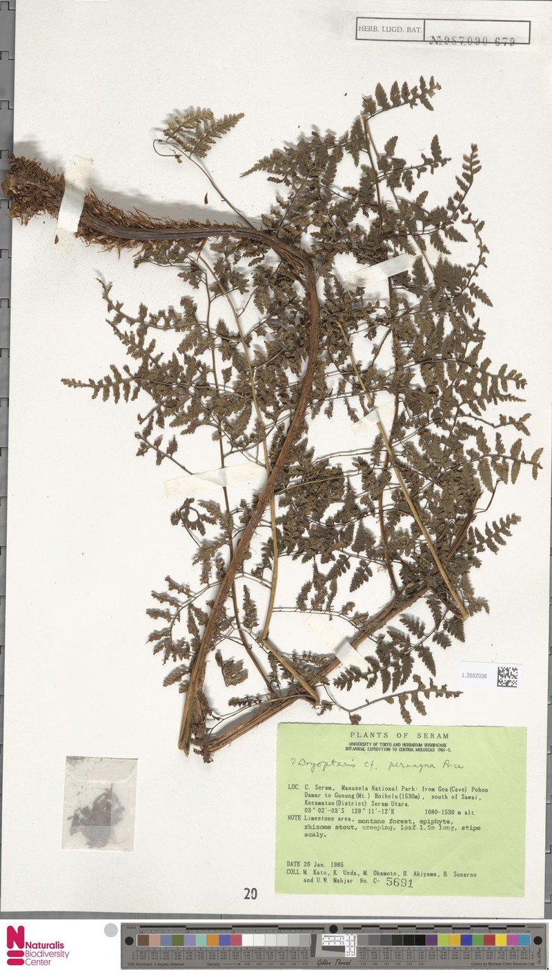 Dryopteris permagna