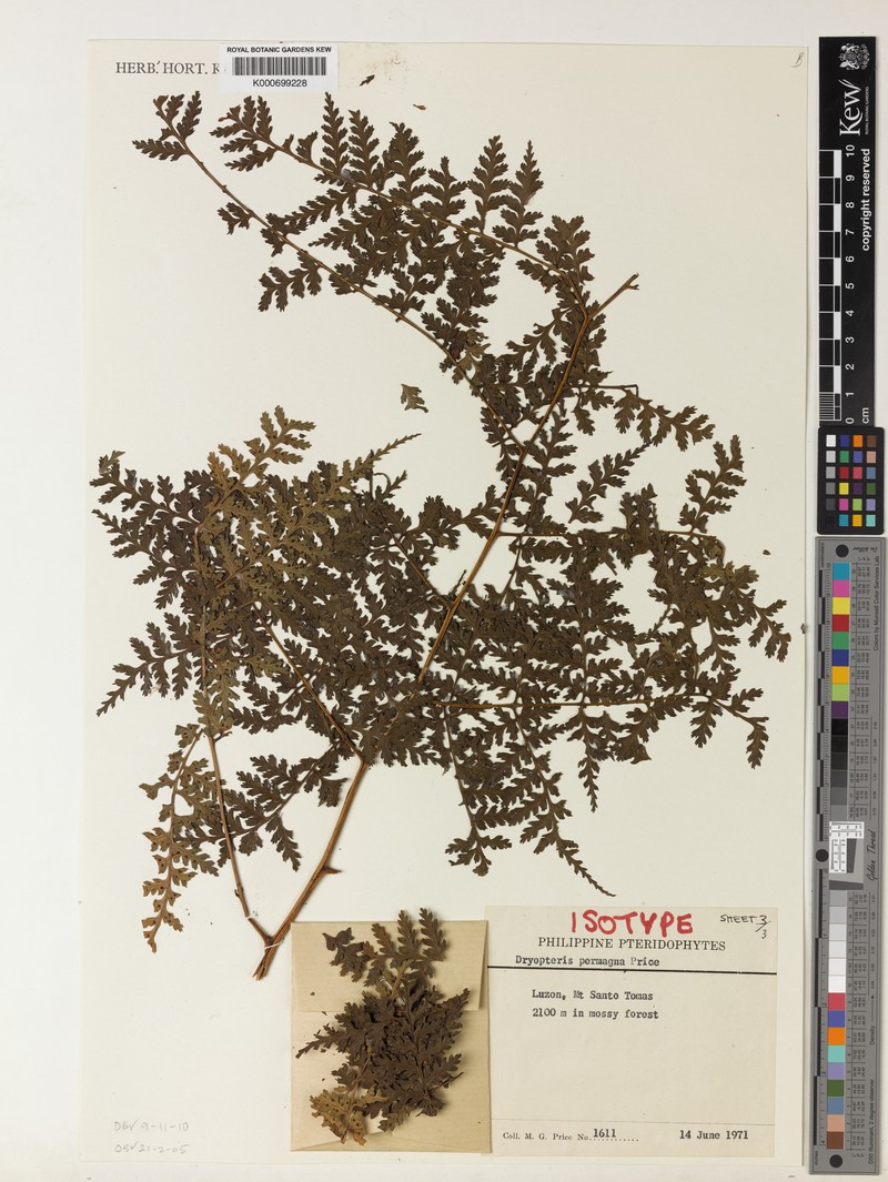 Dryopteris permagna photo 2