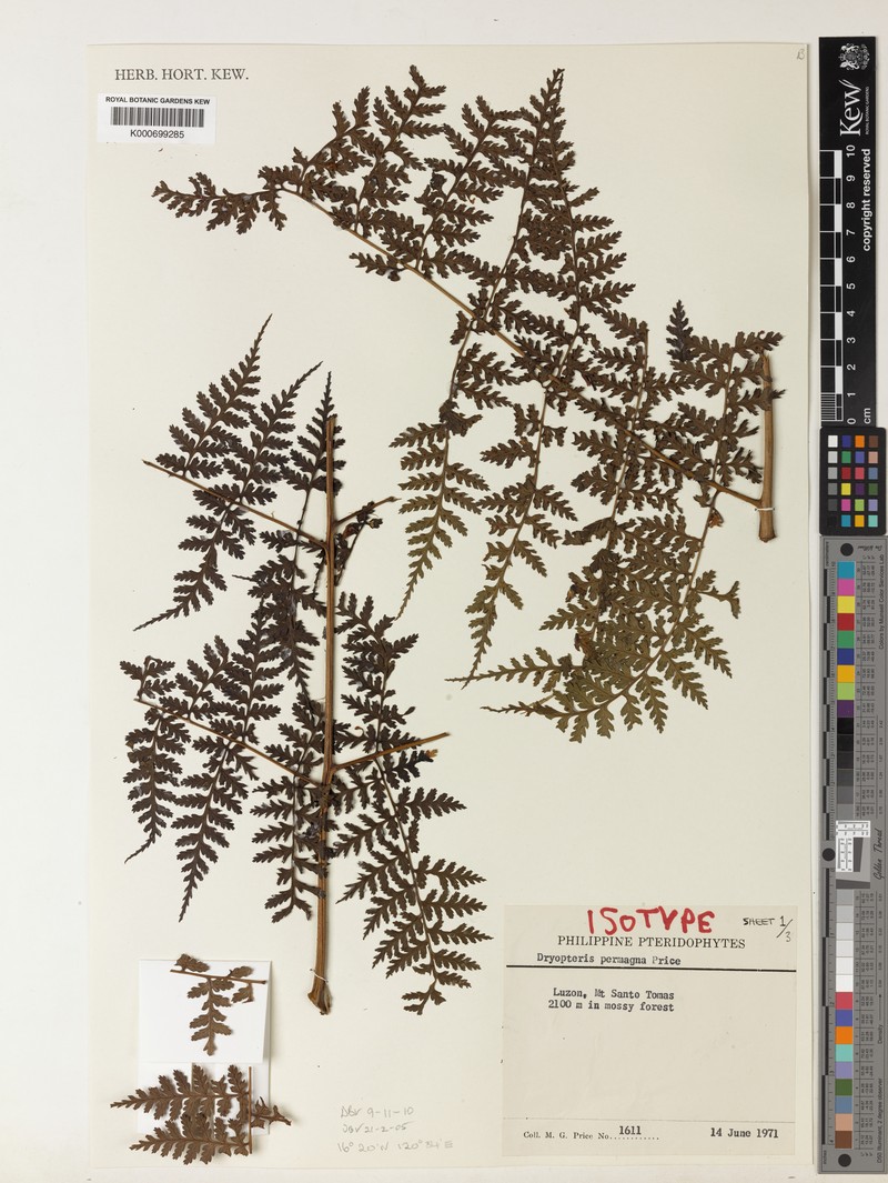 Dryopteris permagna photo 3