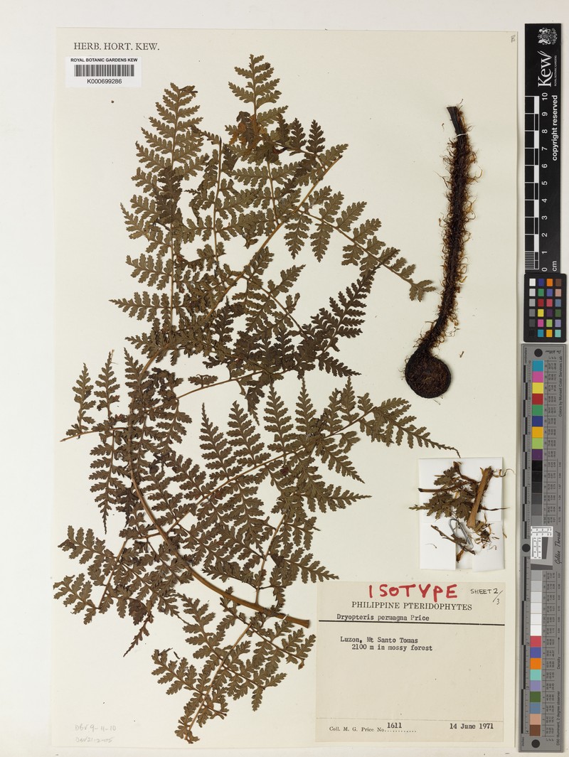 Dryopteris permagna photo 4
