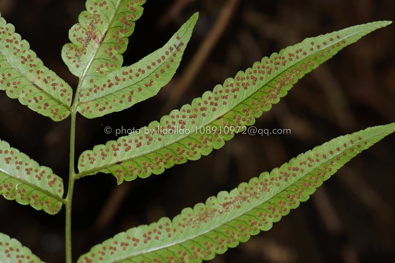 Dryopteris podophylla