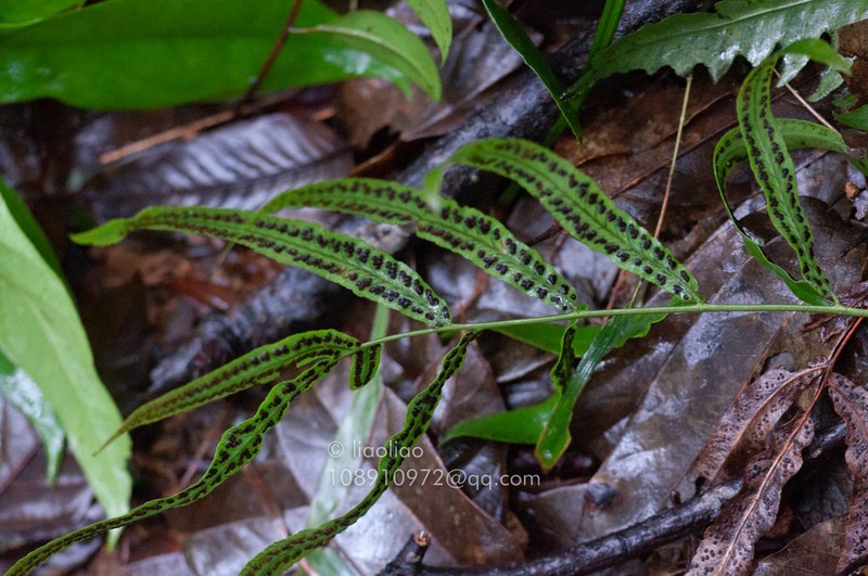 Dryopteris podophylla photo 2