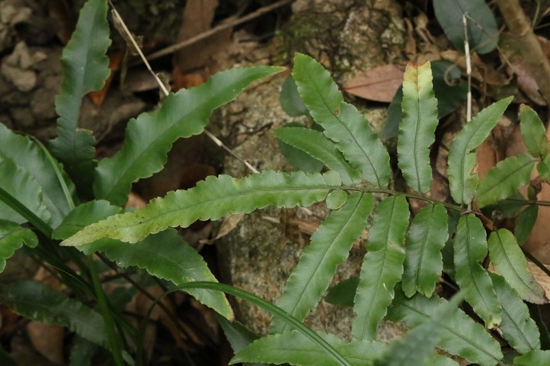 Dryopteris podophylla photo 4