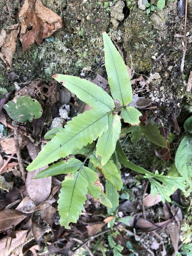 Dryopteris podophylla photo 6
