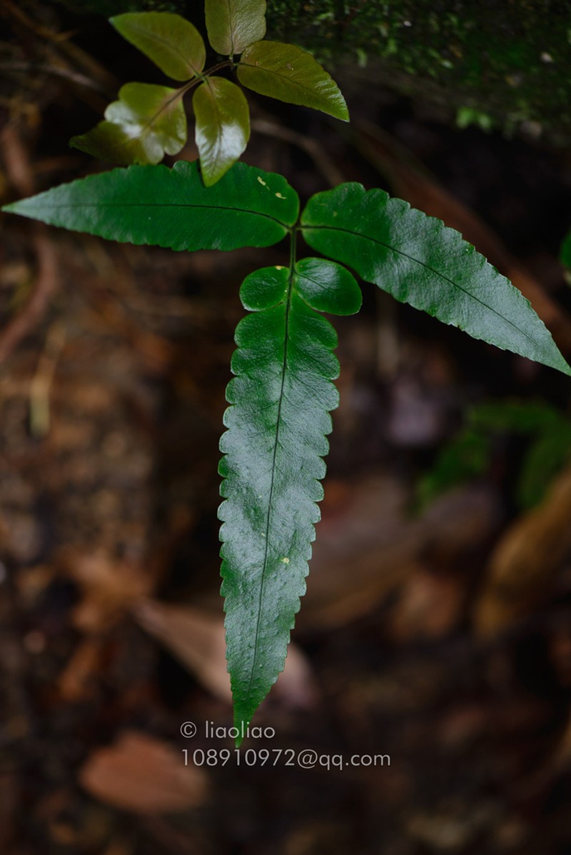Dryopteris podophylla photo 7