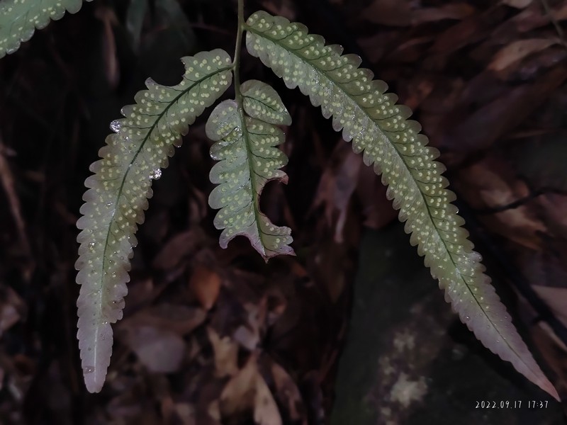 Dryopteris podophylla photo 8