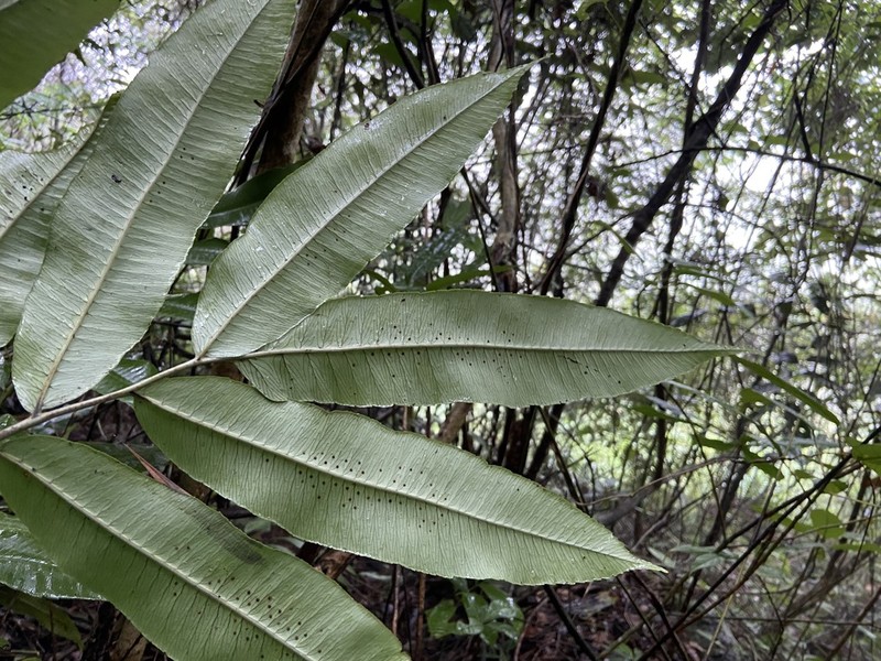 Dryopteris poilanei