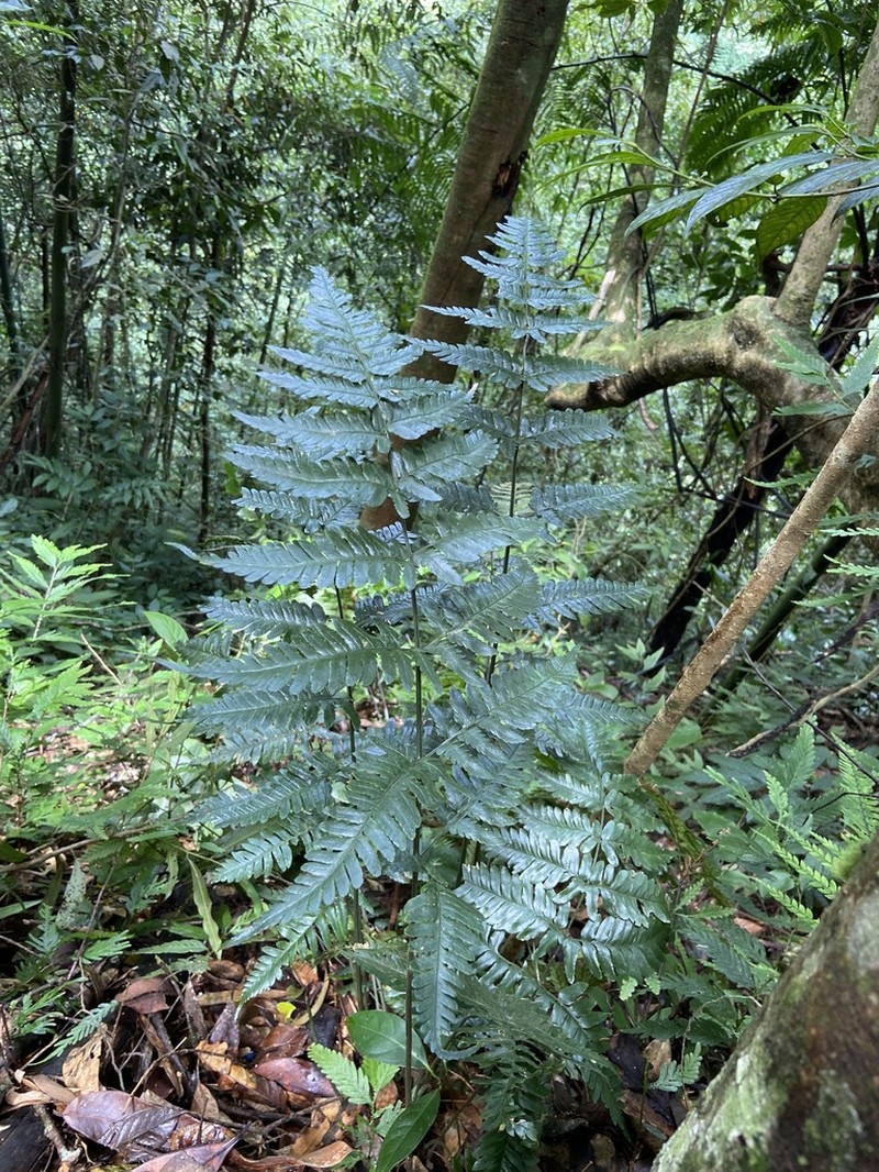 Dryopteris polita