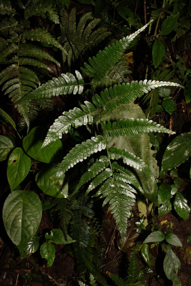 Dryopteris polita photo 2
