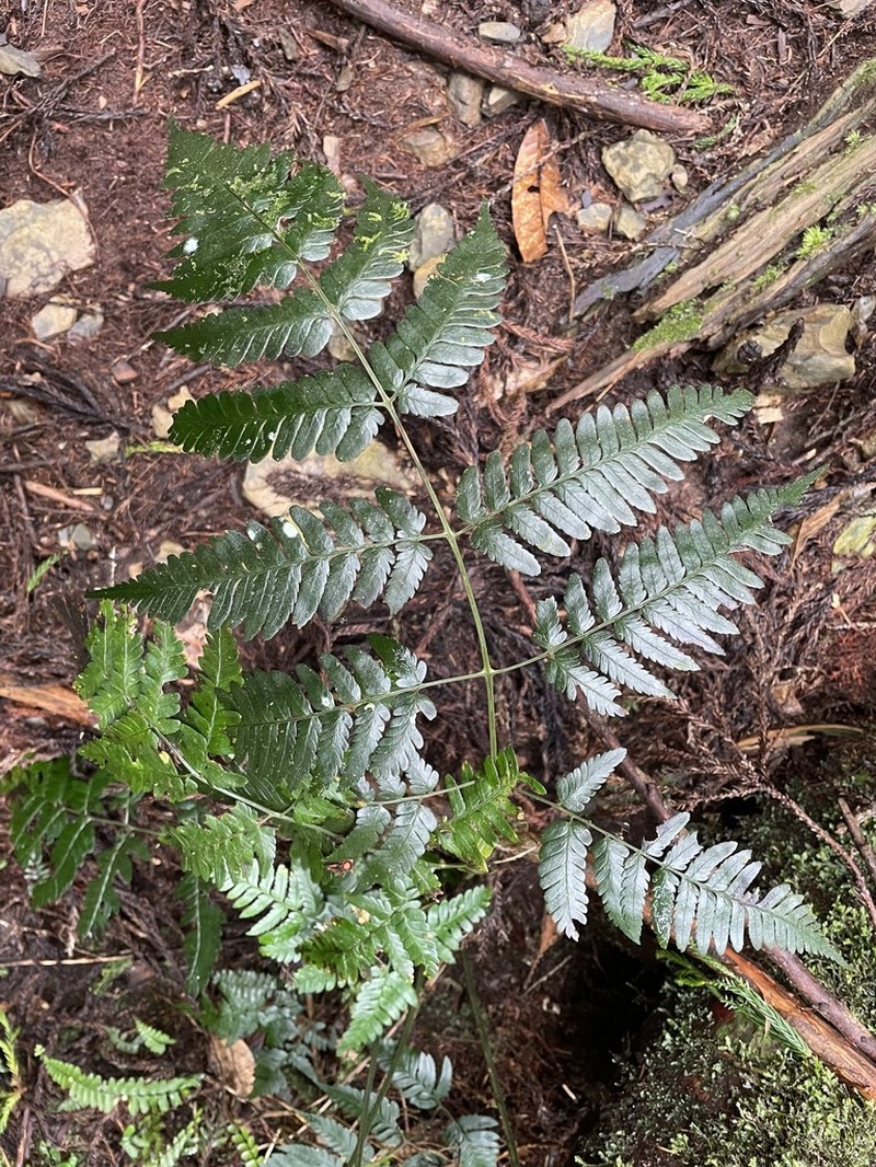 Dryopteris polita photo 3