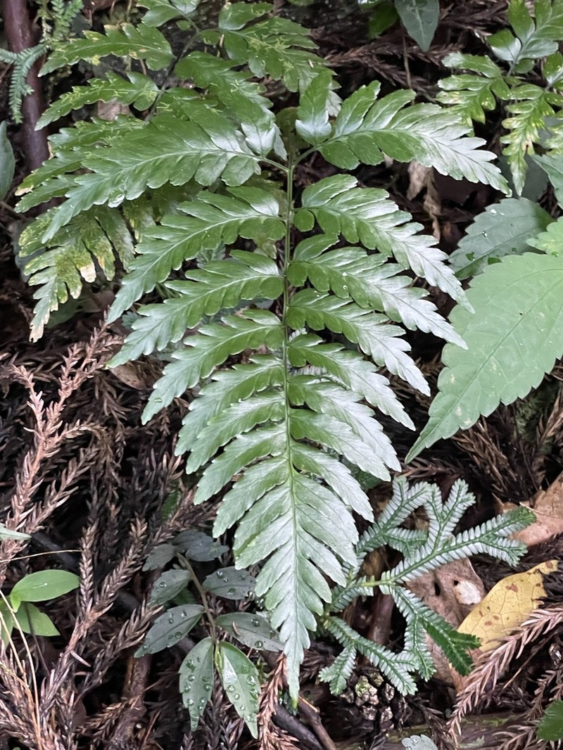 Dryopteris polita photo 4