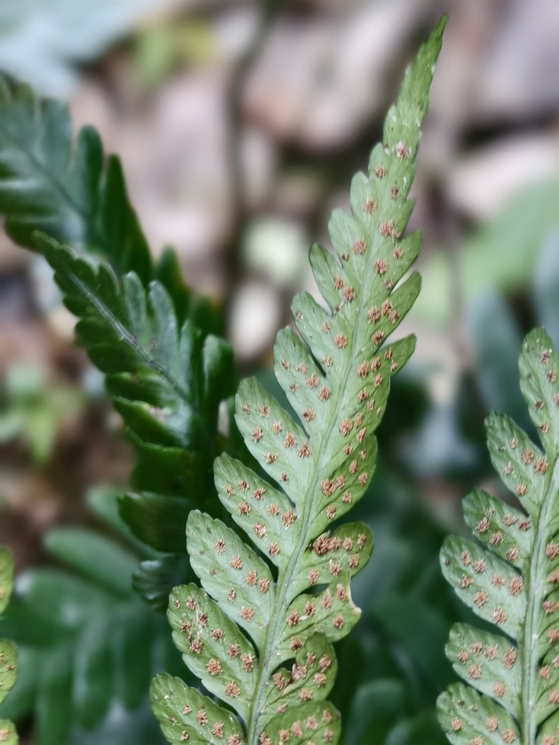 Dryopteris polita photo 5
