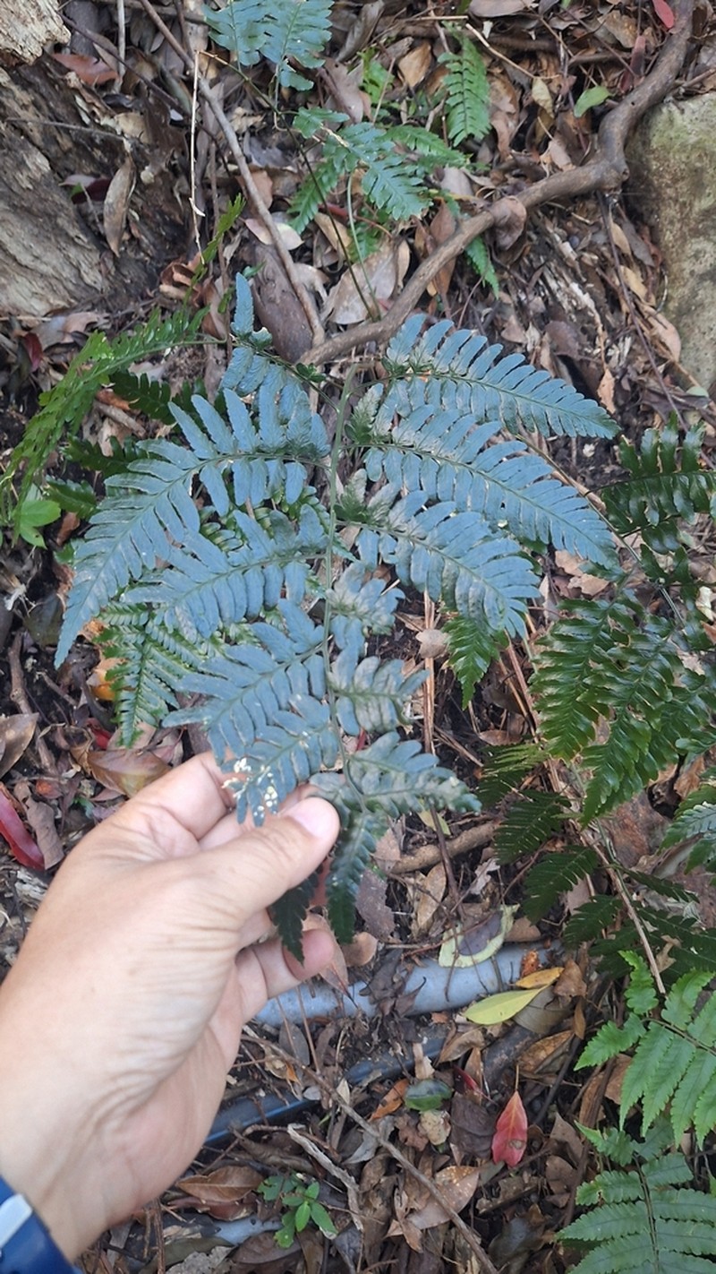 Dryopteris polita photo 6