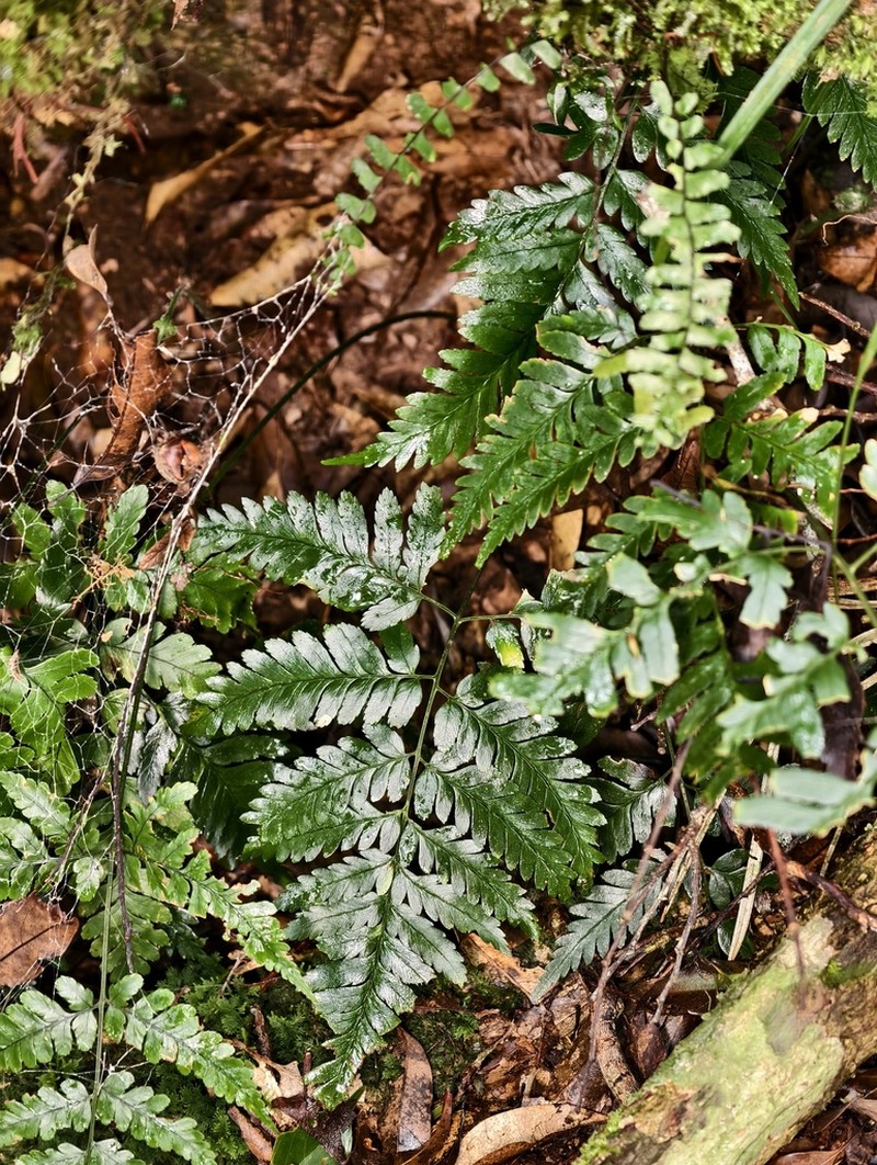 Dryopteris polita photo 7