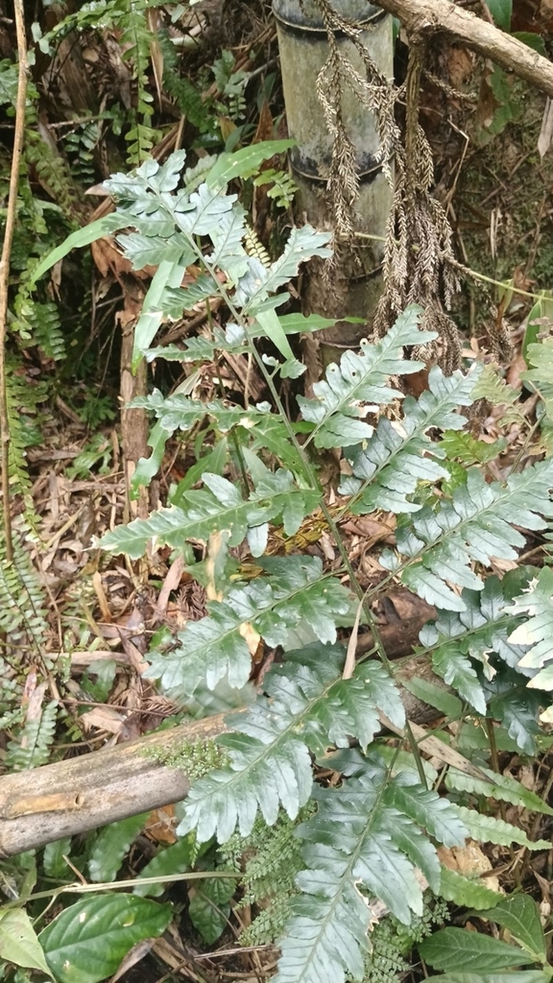 Dryopteris polita photo 8