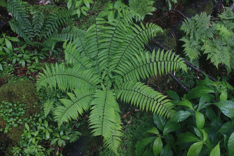 Dryopteris polylepis photo 2
