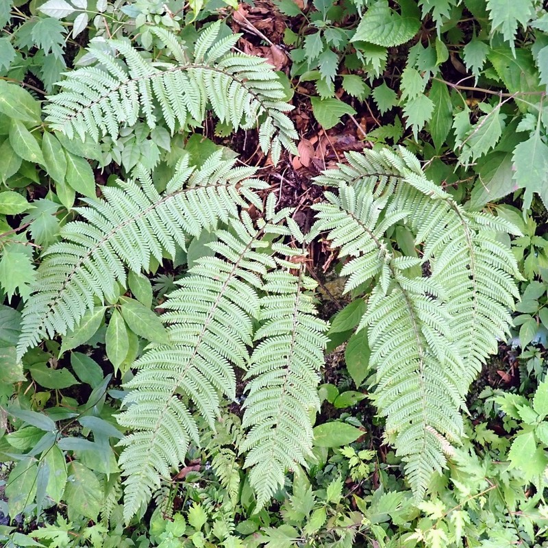 Dryopteris polylepis photo 3
