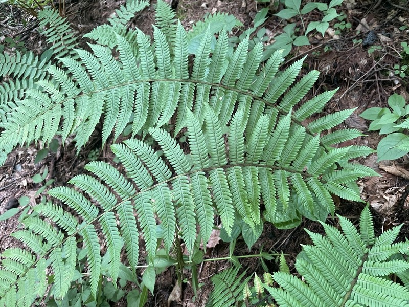 Dryopteris polylepis photo 4