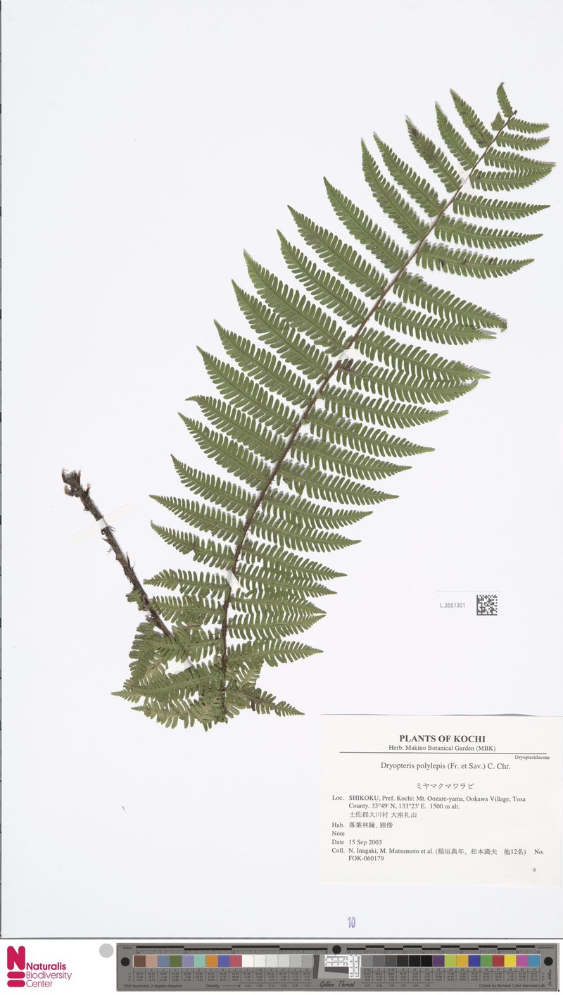 Dryopteris polylepis photo 6