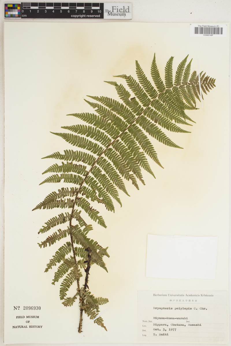 Dryopteris polylepis photo 7