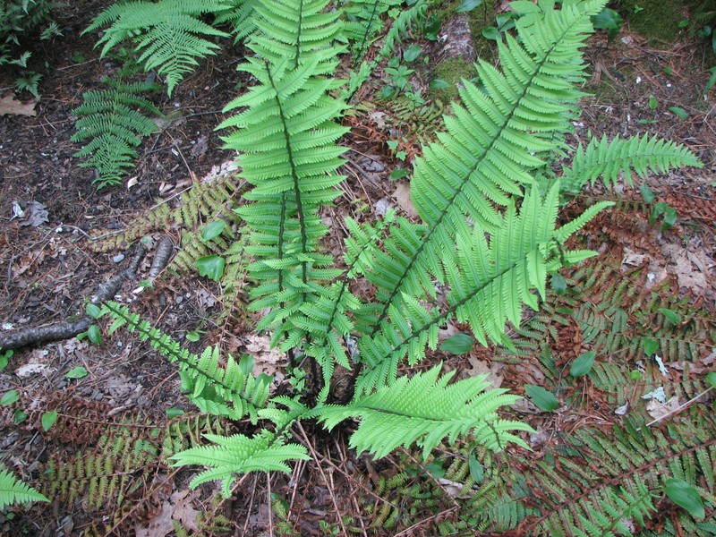 Dryopteris polylepis