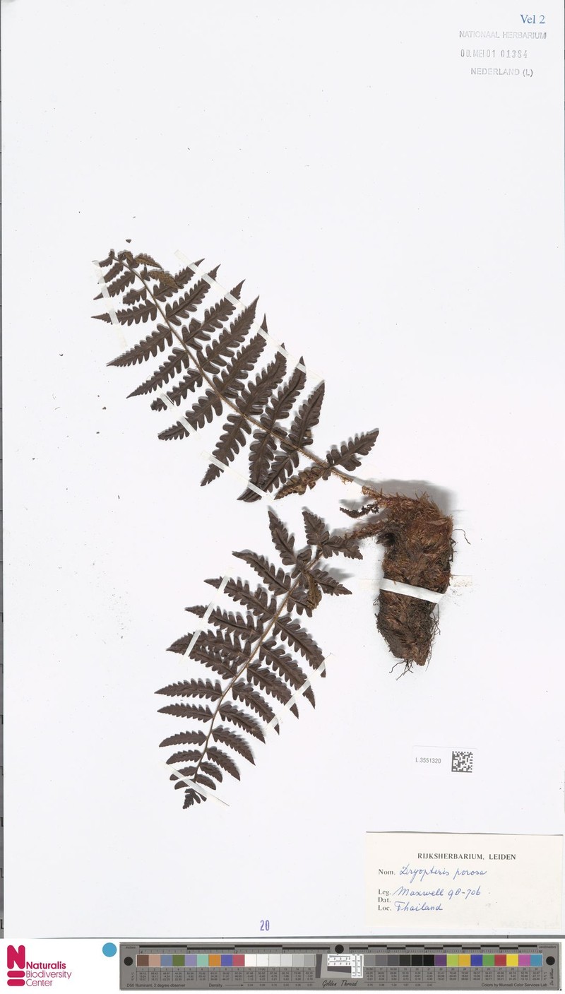 Dryopteris porosa