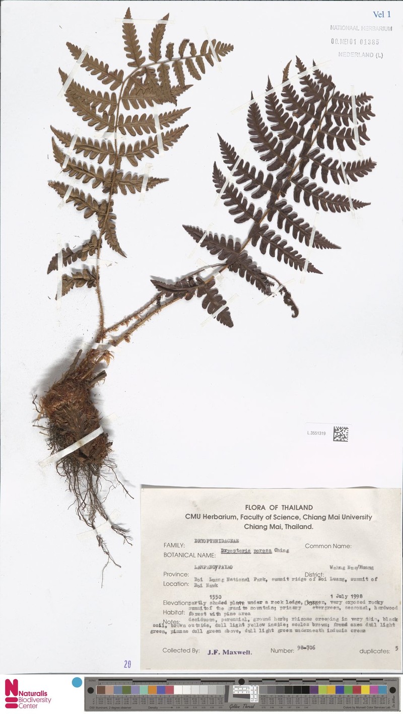 Dryopteris porosa photo 2
