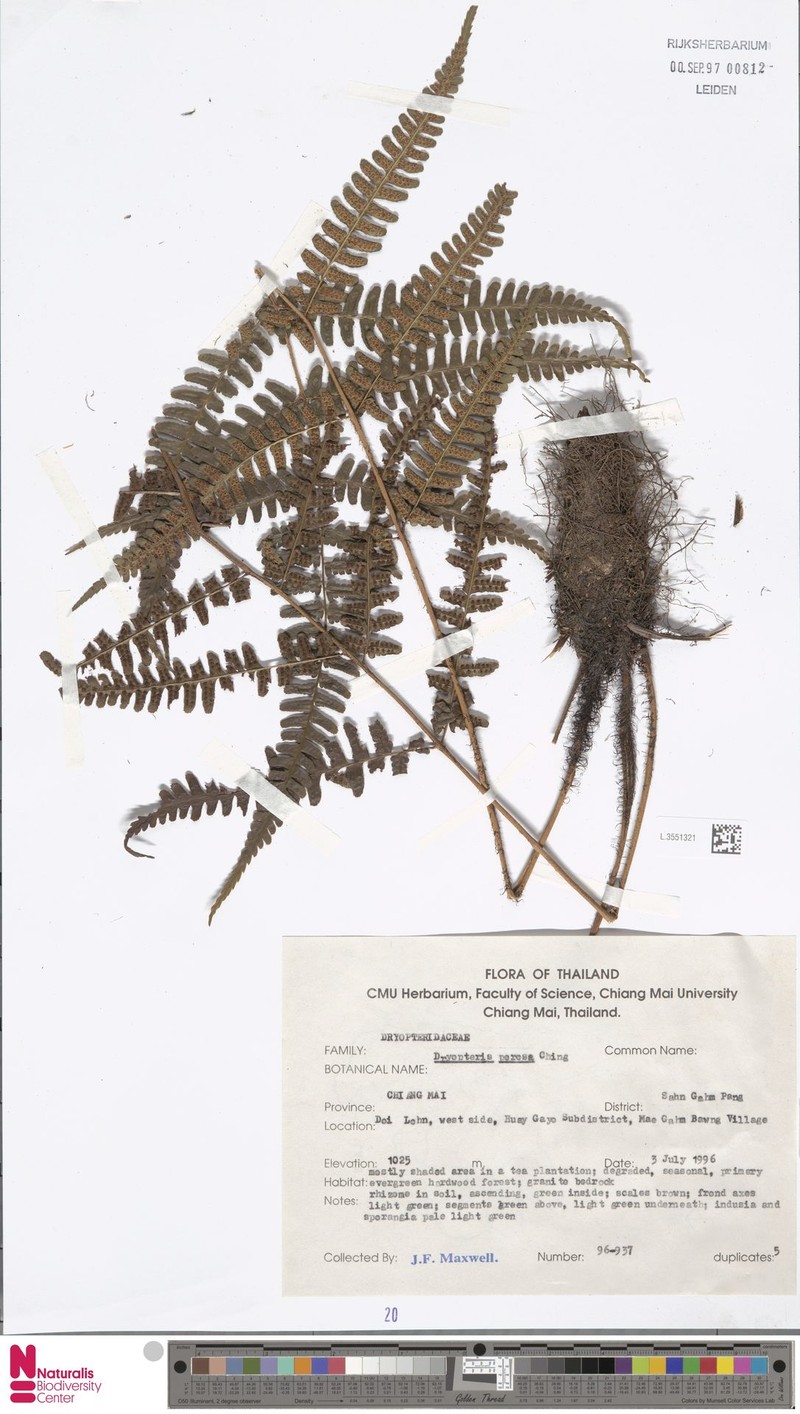 Dryopteris porosa photo 3
