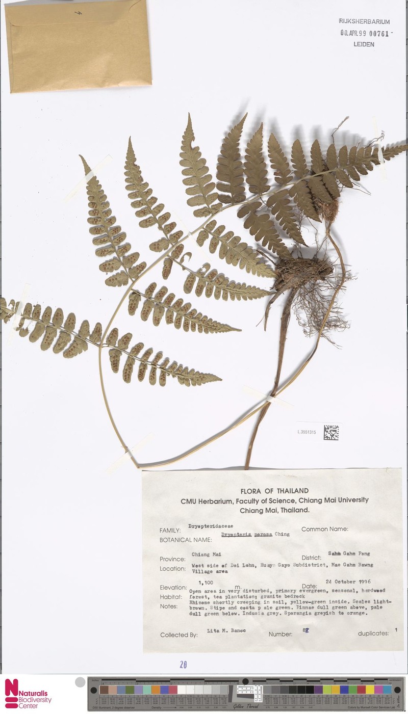 Dryopteris porosa photo 4