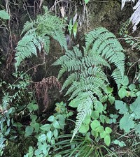 Dryopteris pseudocaenopteris